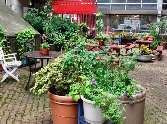 Roosevelt Island Year in Pictures, 2018: Part Two Contributions and determination by CBN's Lisa Fernandez brought vivid life to the Senior Center's garden.